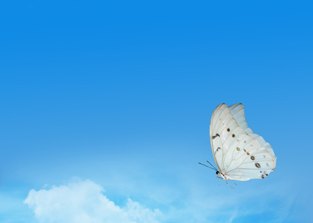 Blue sky with white butterflyの写真素材