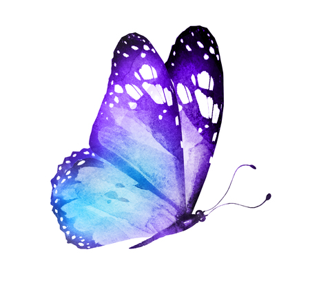 Watercolor butterfly , isolated on whiteの写真素材