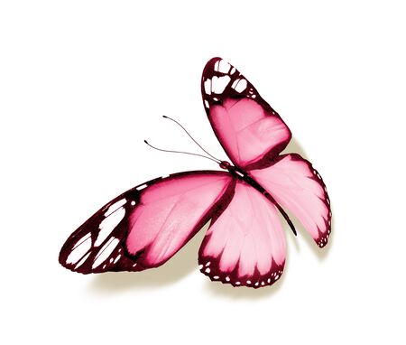 Color butterfly , isolated on white backgroundの写真素材