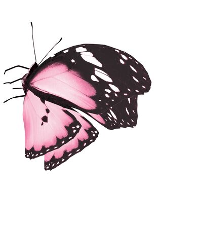 Color butterfly , isolated on white backgroundの写真素材