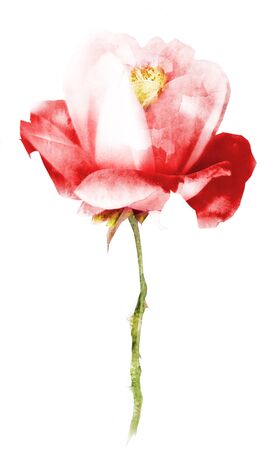 Watercolor flower , isolated on white backgroundの写真素材