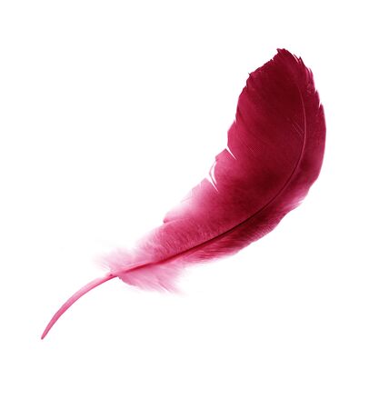 Beautiful color feather isolated on white backgroundの写真素材