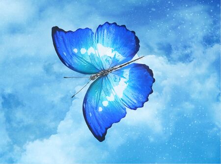 Blue butterfly on sky blue backgroundの写真素材