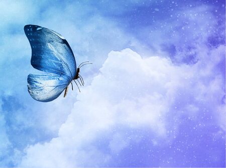 Blue butterfly on sky blue backgroundの写真素材