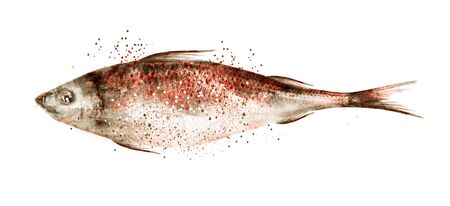 Watercolor fish on white backgroundの写真素材
