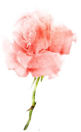 Watercolor flower , isolated on white backgroundの写真素材