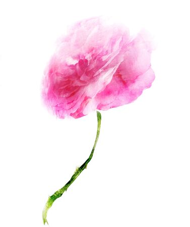 Watercolor flower , isolated on white backgroundの写真素材