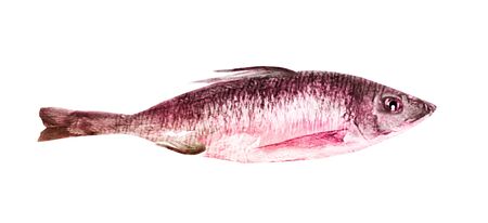 Watercolor fish on white backgroundの写真素材