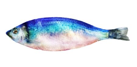 Watercolor fish on white backgroundの写真素材
