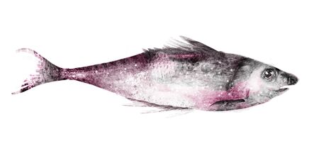 Watercolor fish on white backgroundの写真素材