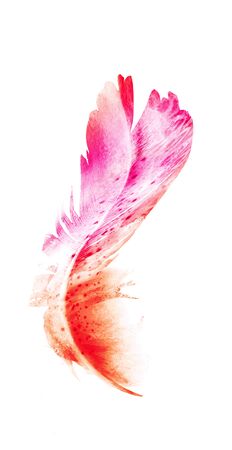 Watercolor feathers, isolated on white backgroundの写真素材