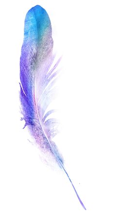 Watercolor feathers, isolated on white backgroundの写真素材