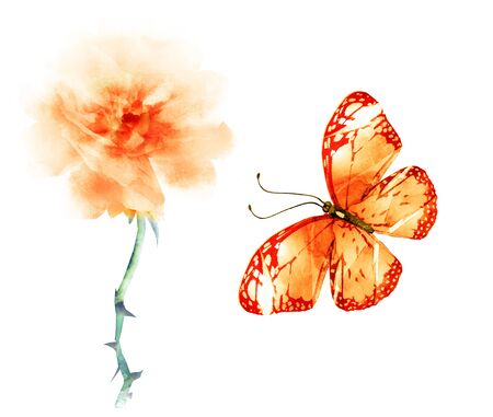 Watercolor flowers , isolated on white backgroundの写真素材