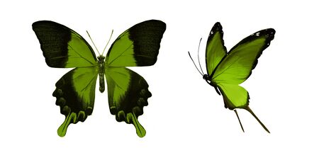 Color butterflies , isolated on white backgroundの写真素材