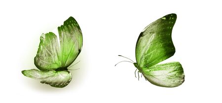 Color butterflies , isolated on white backgroundの写真素材