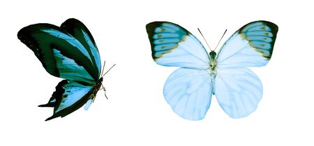 Color butterflies , isolated on white backgroundの写真素材