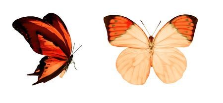 Color butterflies , isolated on white backgroundの写真素材