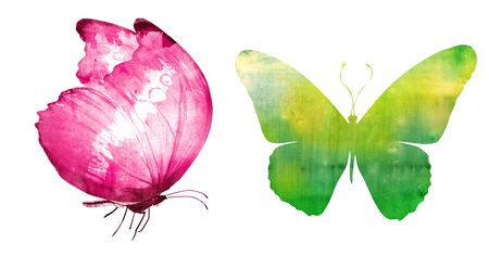 Two watercolor butterflies , isolated on white backgroundの写真素材