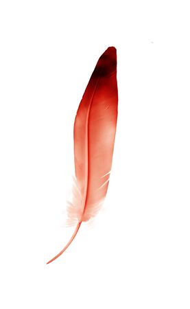 Beautiful color feather isolated on white backgroundの写真素材