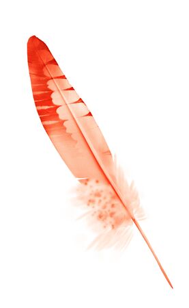 Beautiful color feather isolated on white backgroundの写真素材