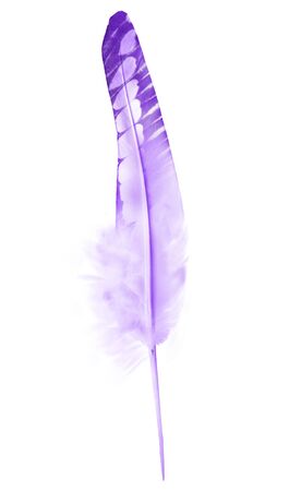 Beautiful color feather isolated on white backgroundの写真素材