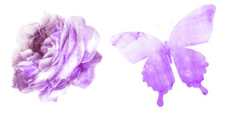 Watercolor natural set on white backgroundの写真素材