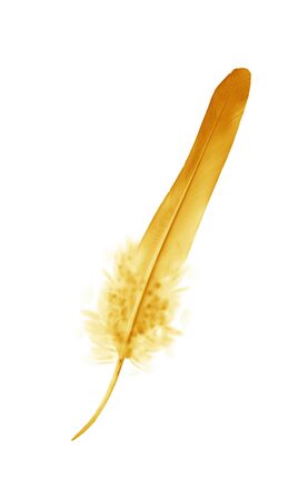 Beautiful color feather isolated on white backgroundの写真素材