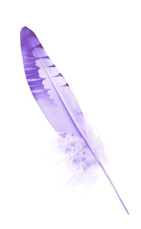 Beautiful color feather isolated on white backgroundの写真素材