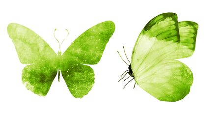 Two watercolor butterflies , isolated on white backgroundの写真素材