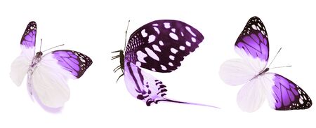 Color butterflies , isolated on white backgroundの写真素材
