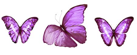 Color butterflies , isolated on white backgroundの写真素材