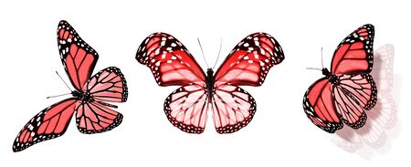 Color butterflies , isolated on white backgroundの写真素材