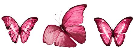 Color butterflies , isolated on white backgroundの写真素材