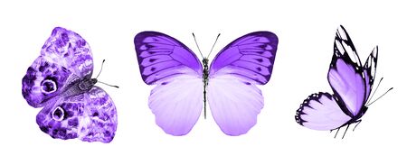 Color butterflies , isolated on white backgroundの写真素材