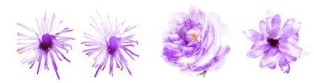 Watercolor flowers on white. Setの写真素材