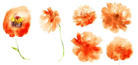 Watercolor flowers , isolated on white backgroundの写真素材