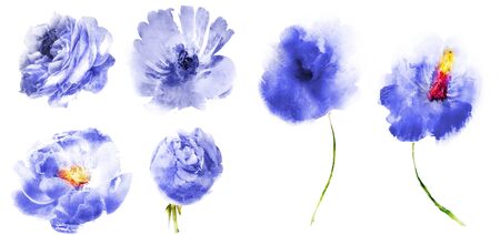 Watercolor flowers , isolated on white backgroundの写真素材