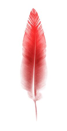 Beautiful color feather isolated on white backgroundの写真素材