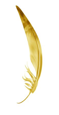 Beautiful color feather isolated on white backgroundの写真素材