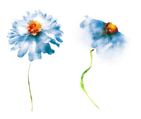 Watercolor flowers , isolated on white backgroundの写真素材
