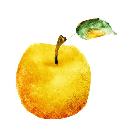 Watercolor apple on whiteの写真素材