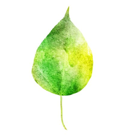 Watercolor leaf on the white backgroundの写真素材