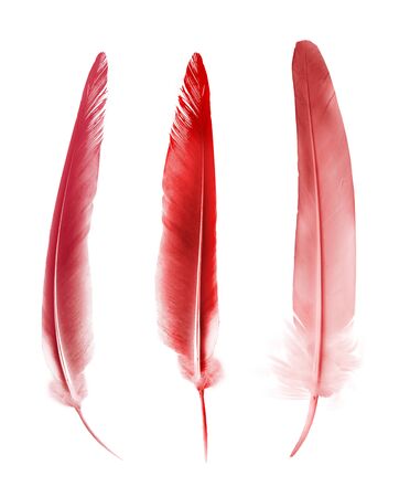 Beautiful color feathers isolated on white backgroundの写真素材