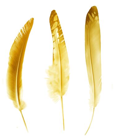 Beautiful color feathers isolated on white backgroundの写真素材