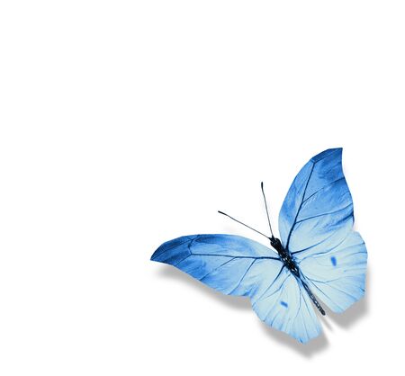 Color butterfly , isolated on white backgroundの写真素材