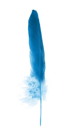 Beautiful color feather isolated on white backgroundの写真素材