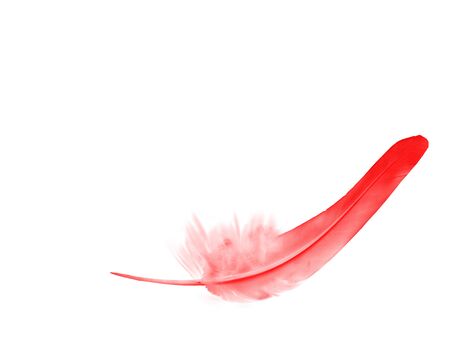 Beautiful color feather isolated on white backgroundの写真素材