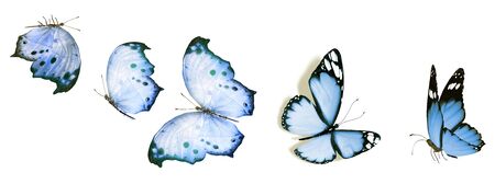 Color butterflies , isolated on white backgroundの写真素材