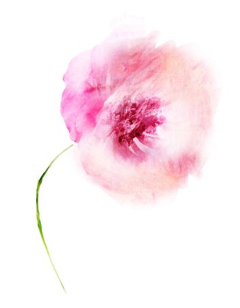 Watercolor flower , isolated on white backgroundの写真素材