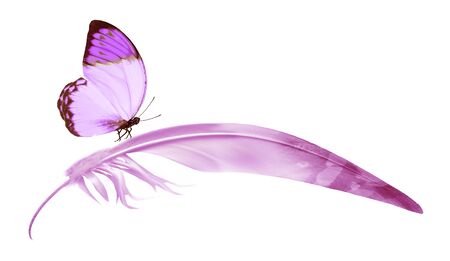 Beautiful color feather and butterfly isolated on white backgroundの写真素材